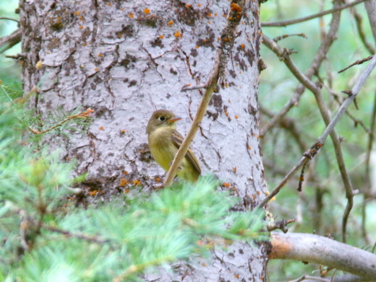 Western Flycatcher - Kara Bean