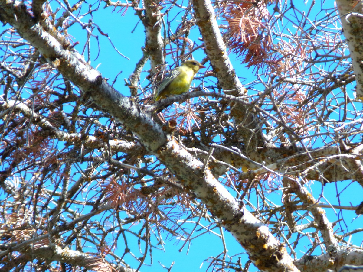 Western Tanager - ML623584511