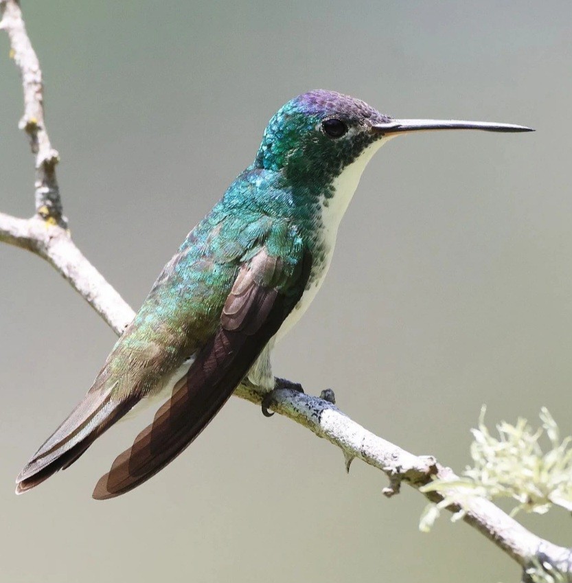 Andean Emerald - ML623584548