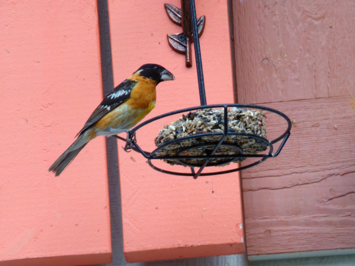 Black-headed Grosbeak - ML623584557