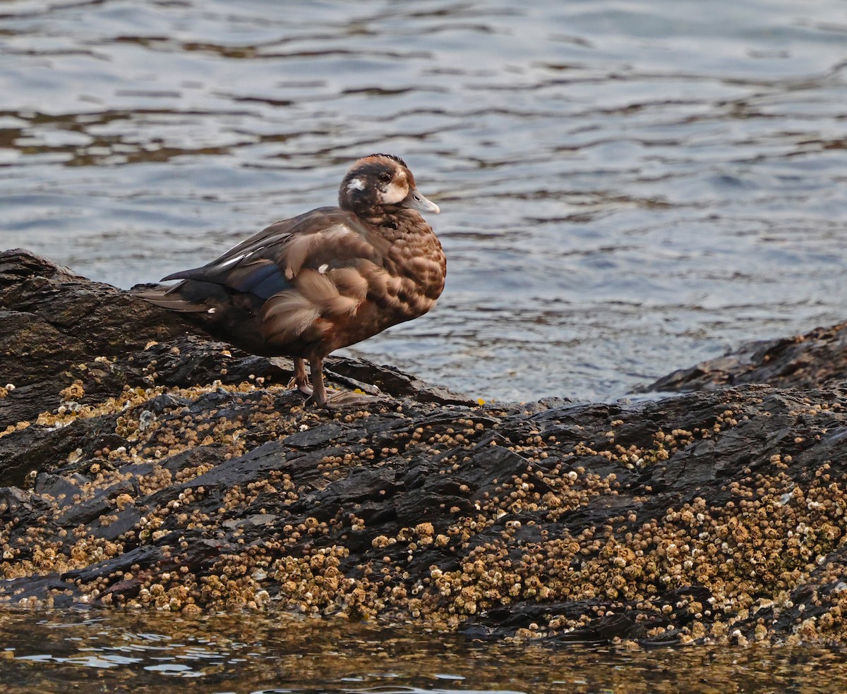 Harlequin Duck - ML623584558