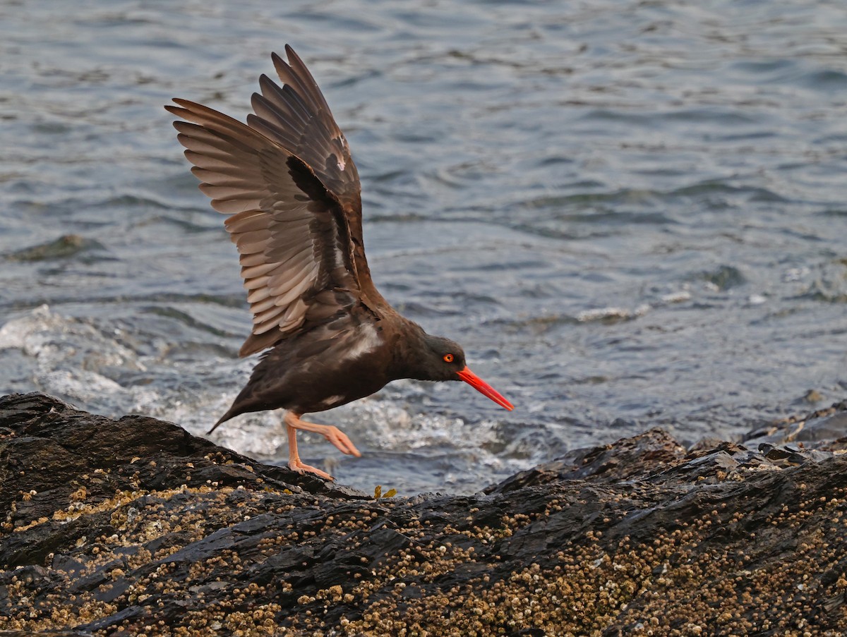 Black Oystercatcher - ML623584593