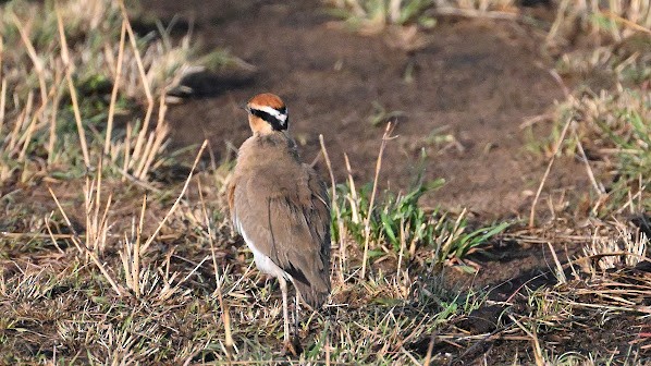 Temminck's Courser - ML623584607