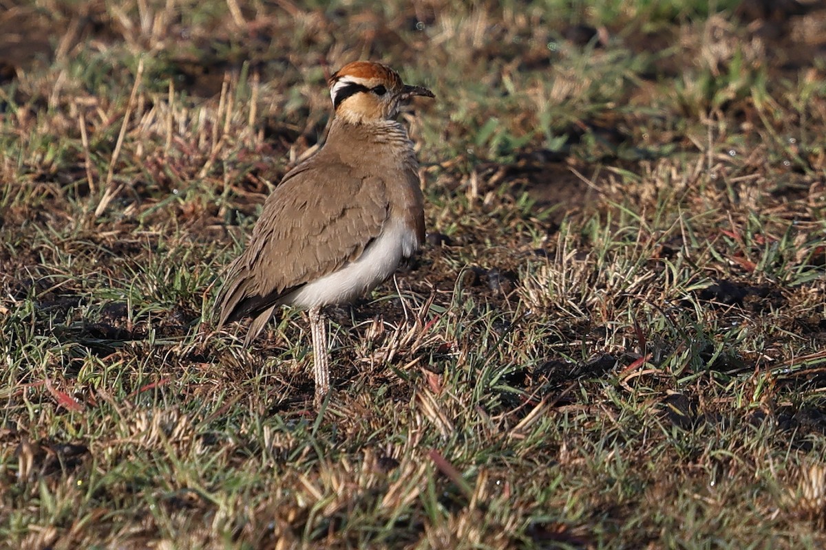 Temminck's Courser - ML623584622