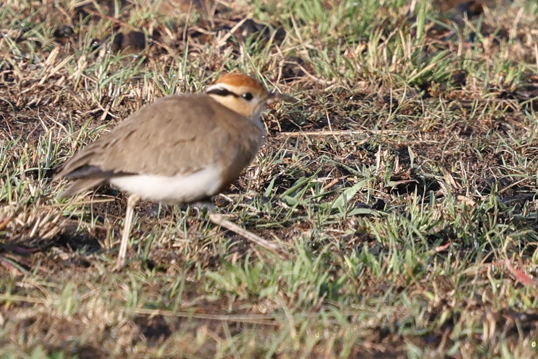 Temminck's Courser - ML623584625