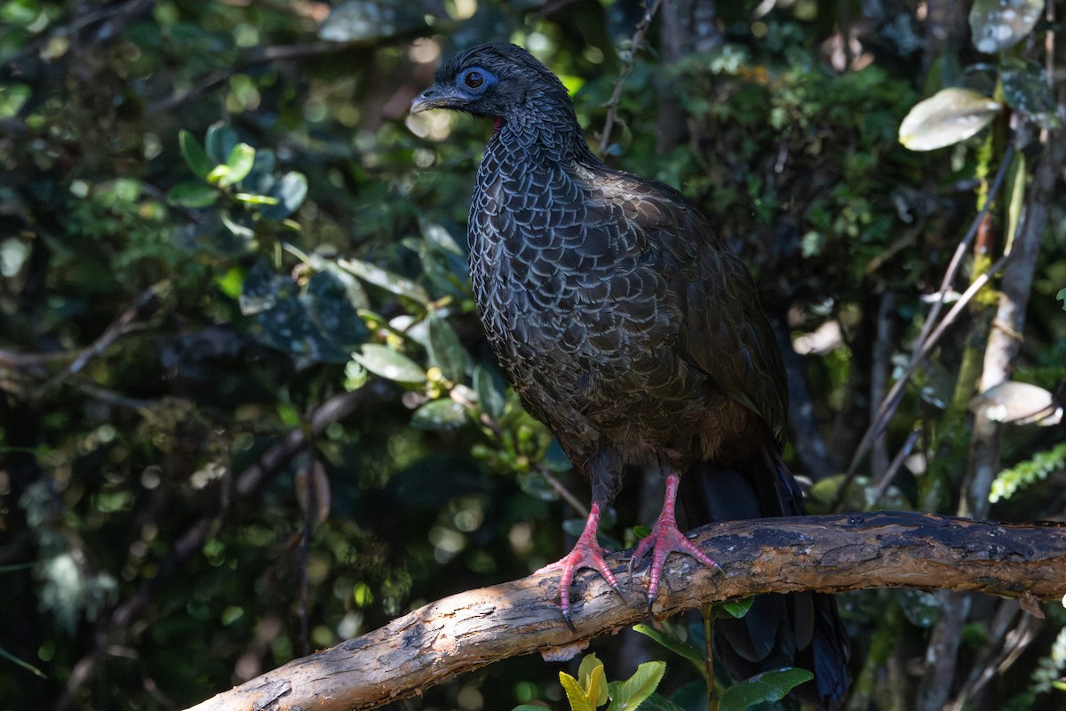 Andean Guan - ML623584627