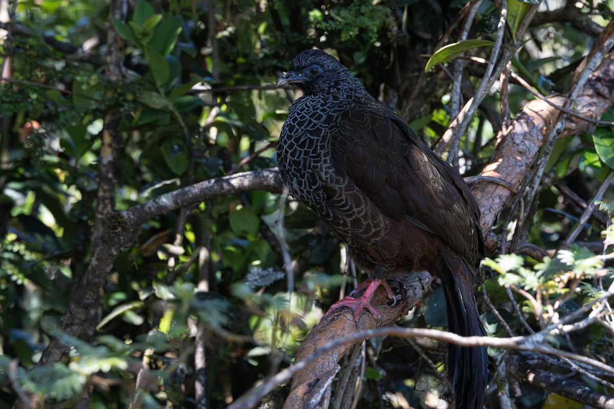 Andean Guan - ML623584629