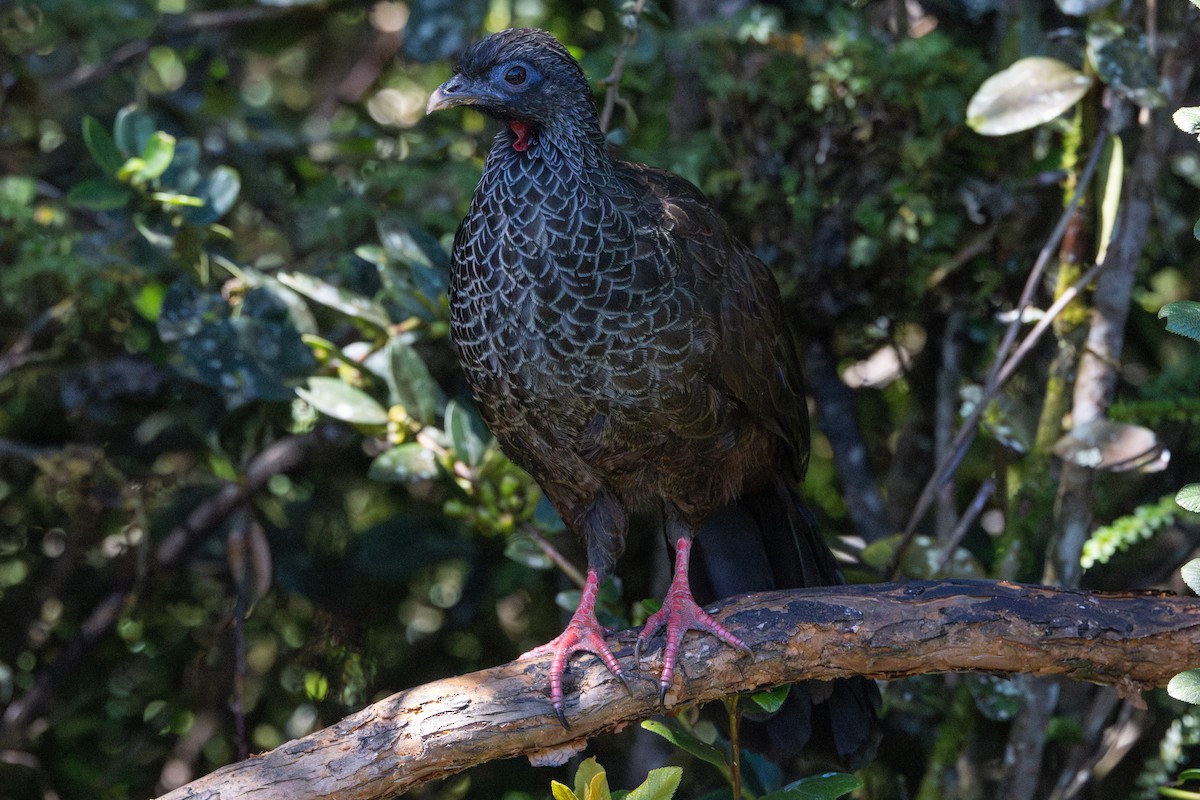 Andean Guan - ML623584633