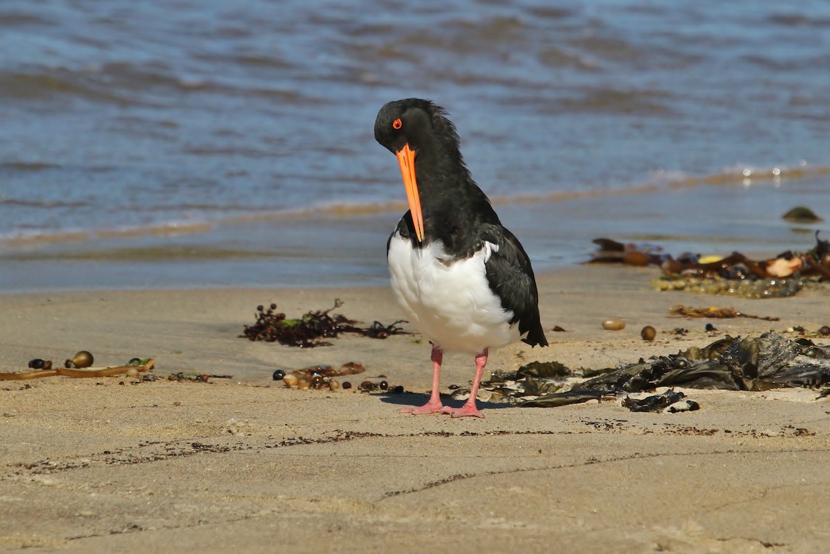 Variable Oystercatcher - ML623584692