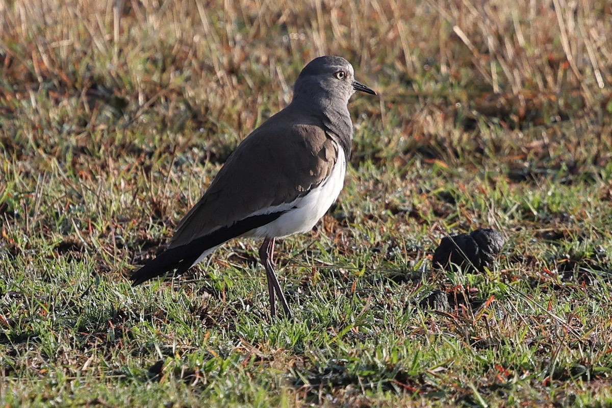 Black-winged Lapwing - ML623584700