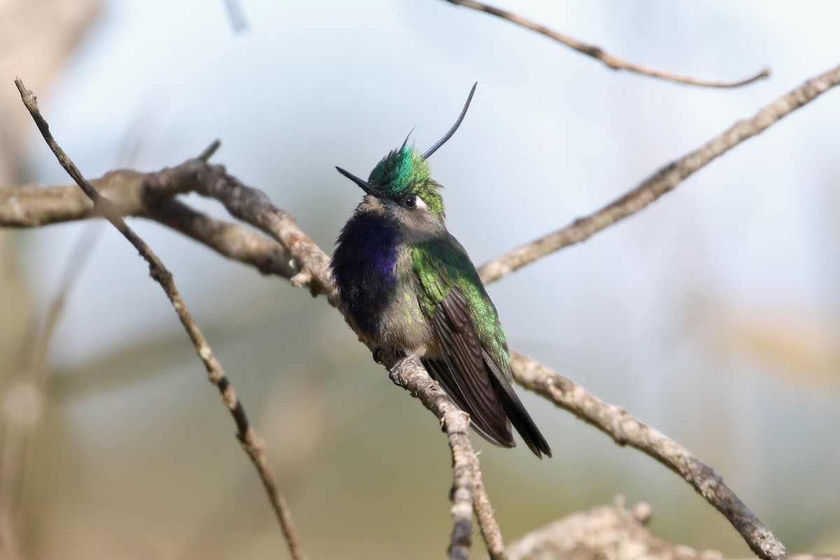 Green-crowned Plovercrest - ML623584704