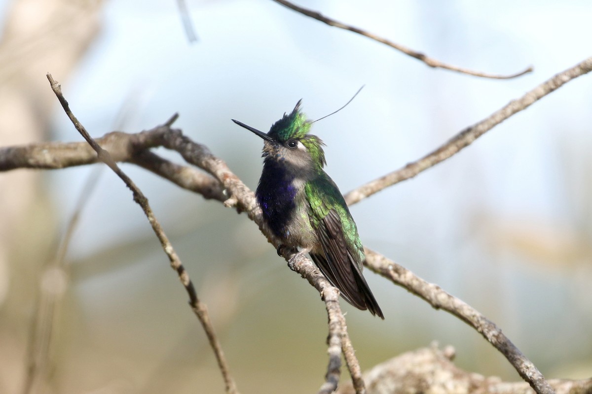 Green-crowned Plovercrest - ML623584705