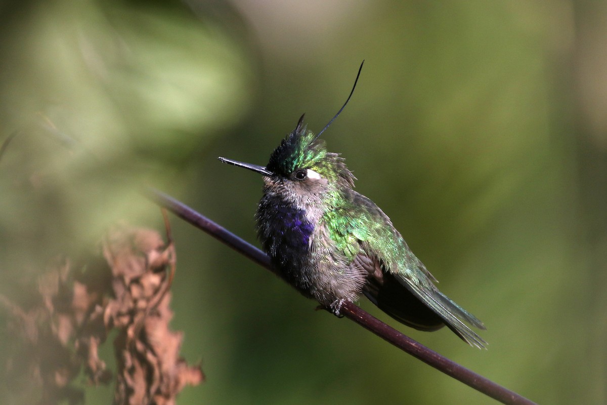 Green-crowned Plovercrest - ML623584706