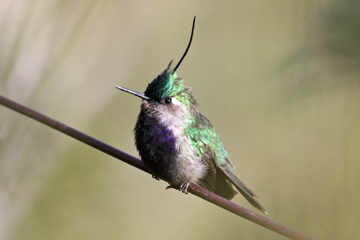 Green-crowned Plovercrest - Dave Beeke