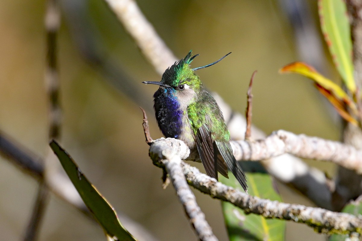 Green-crowned Plovercrest - ML623584709