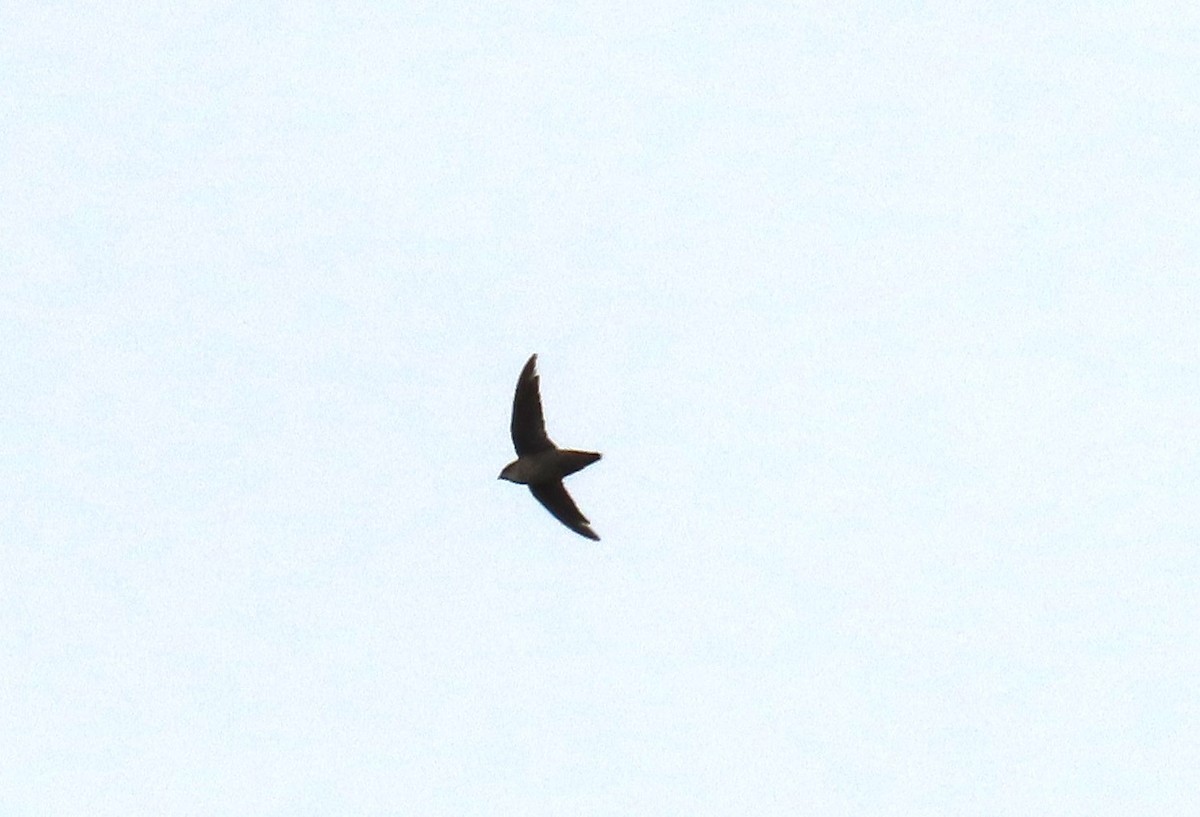 Vaux's Swift (Vaux's) - ML623584752