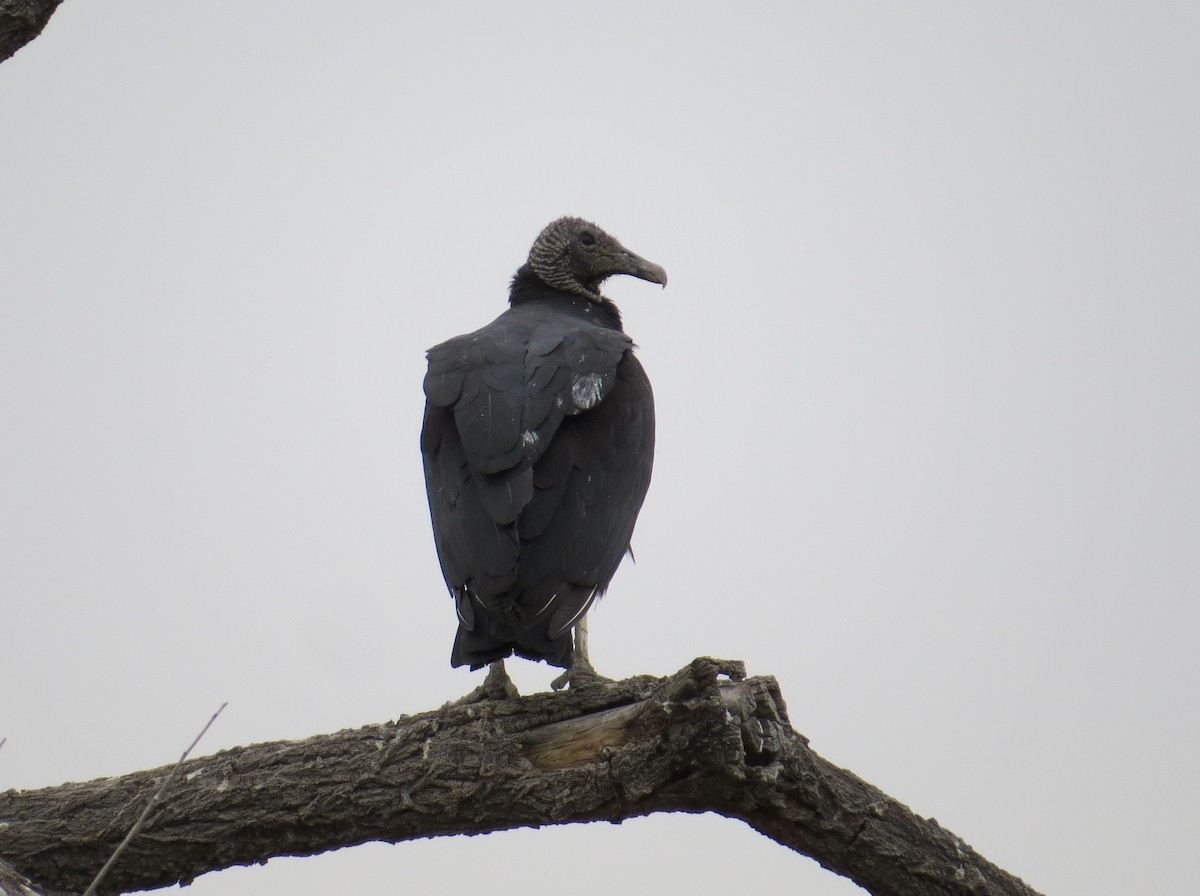 Black Vulture - ML623584809