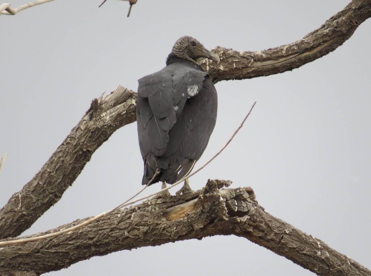 Black Vulture - ML623584810