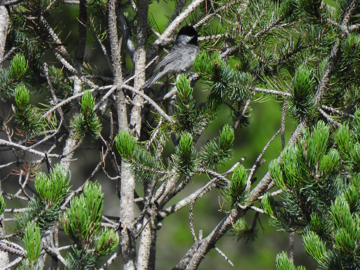 Mexican Chickadee - ML623584879