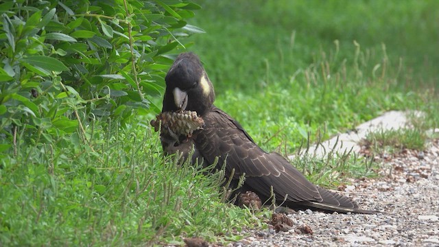 Yellow-tailed Black-Cockatoo - ML623584919