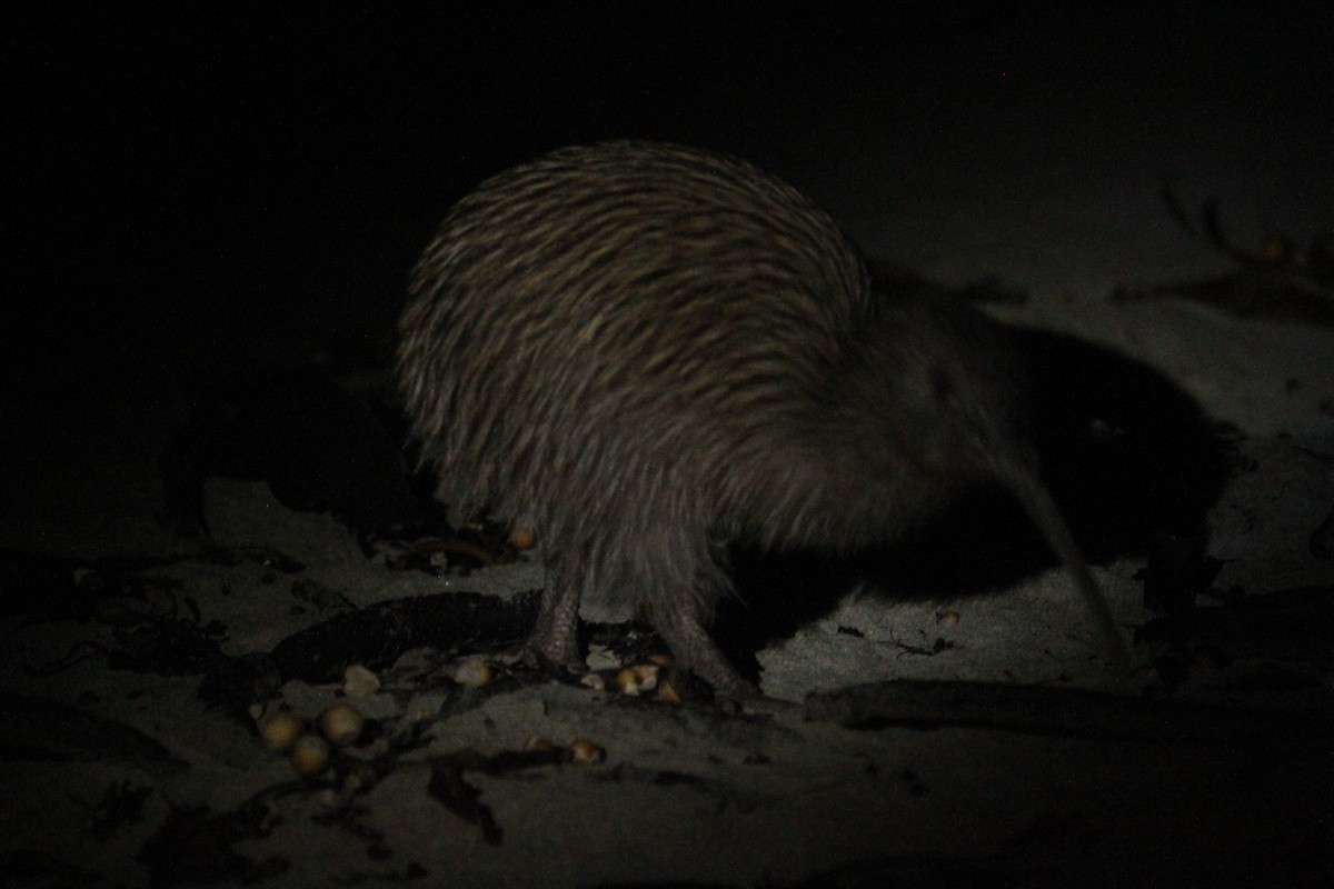 Southern Brown Kiwi - ML623584933