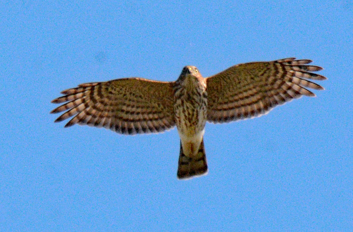 Sharp-shinned Hawk (Northern) - ML623584946