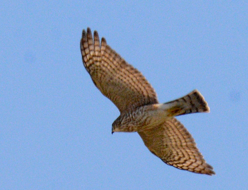 Sharp-shinned Hawk (Northern) - ML623584947