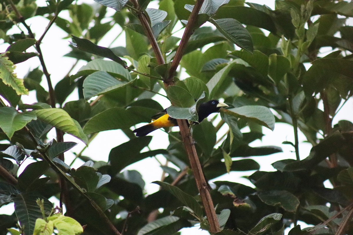Yellow-rumped Cacique - ML623584953