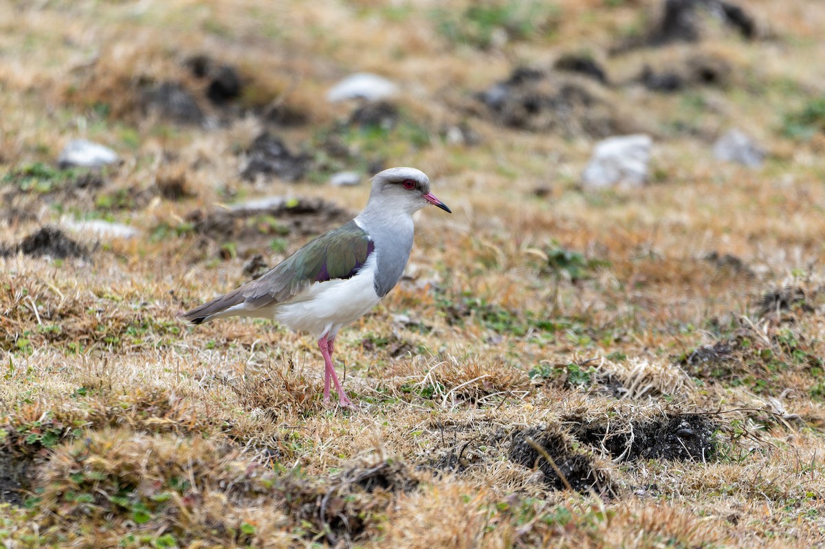 Andean Lapwing - ML623584954