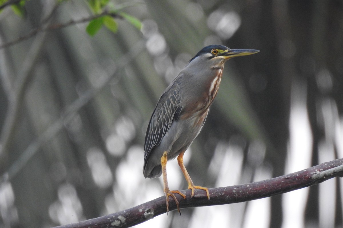 Striated Heron (South American) - ML623584998