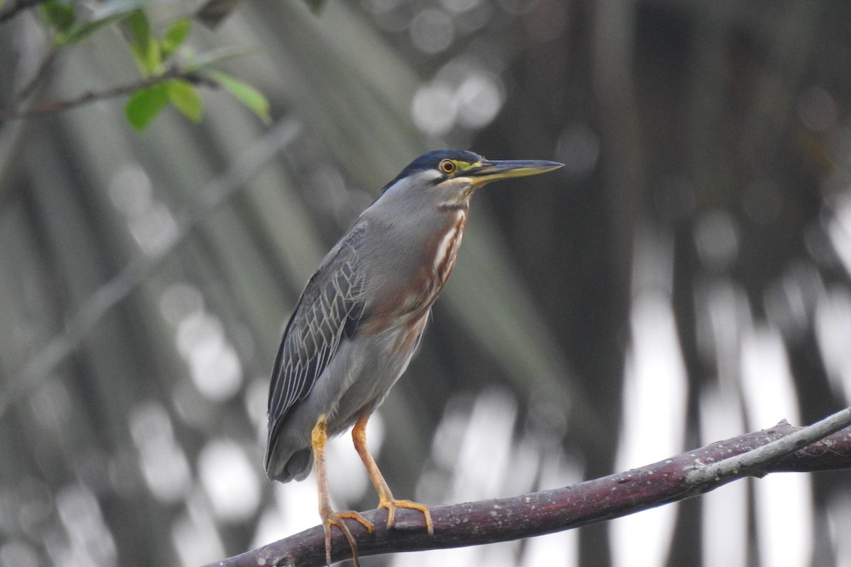 Striated Heron (South American) - ML623584999