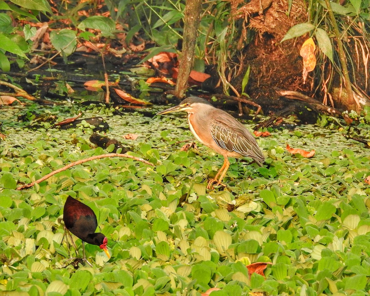 Striated Heron (South American) - ML623585000