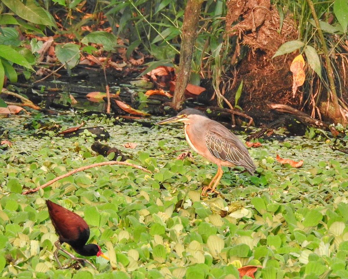 Striated Heron (South American) - ML623585001