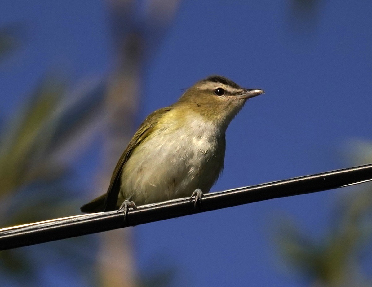 Red-eyed Vireo - ML623585011