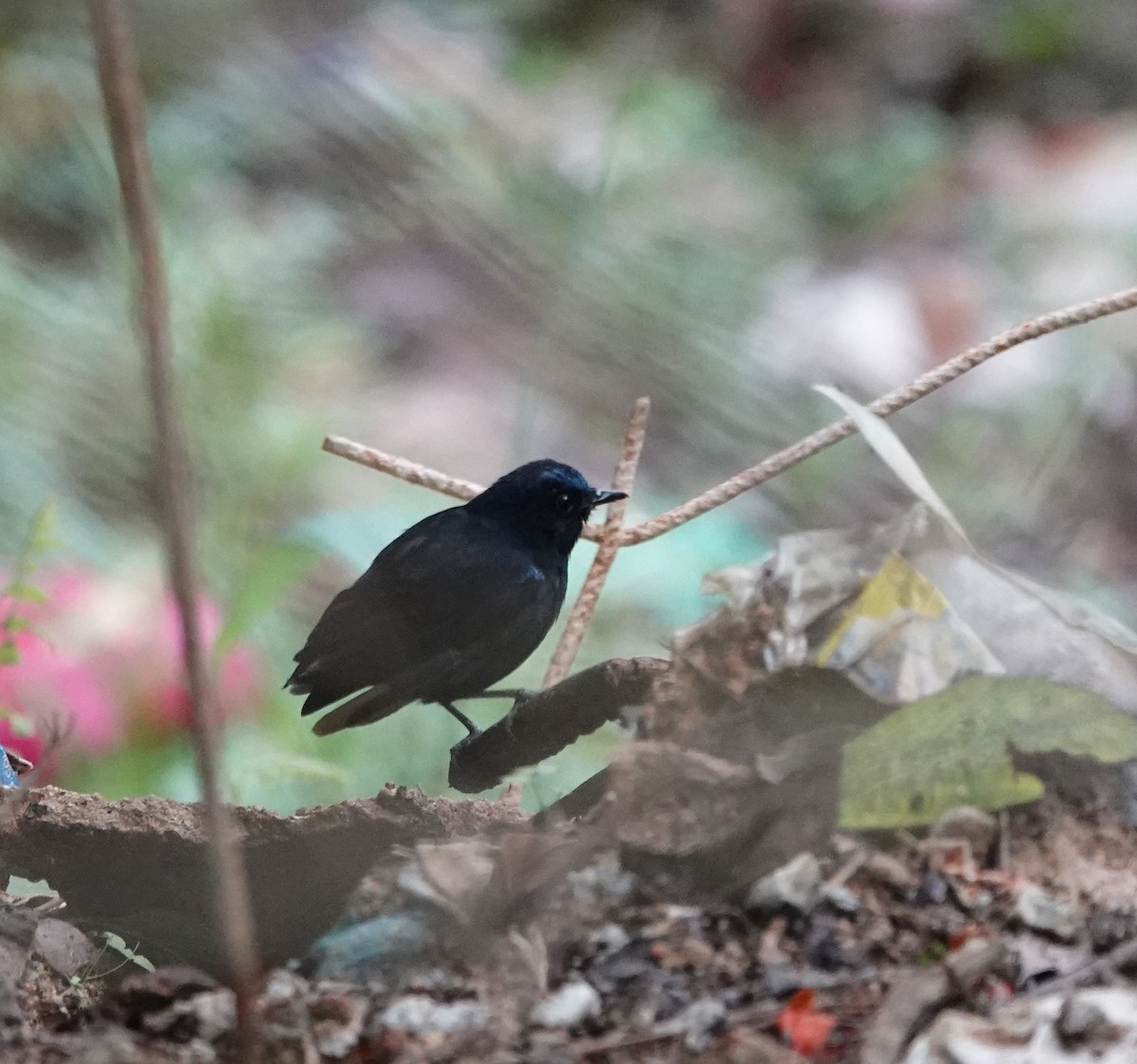 White-tailed Robin - ML623585034