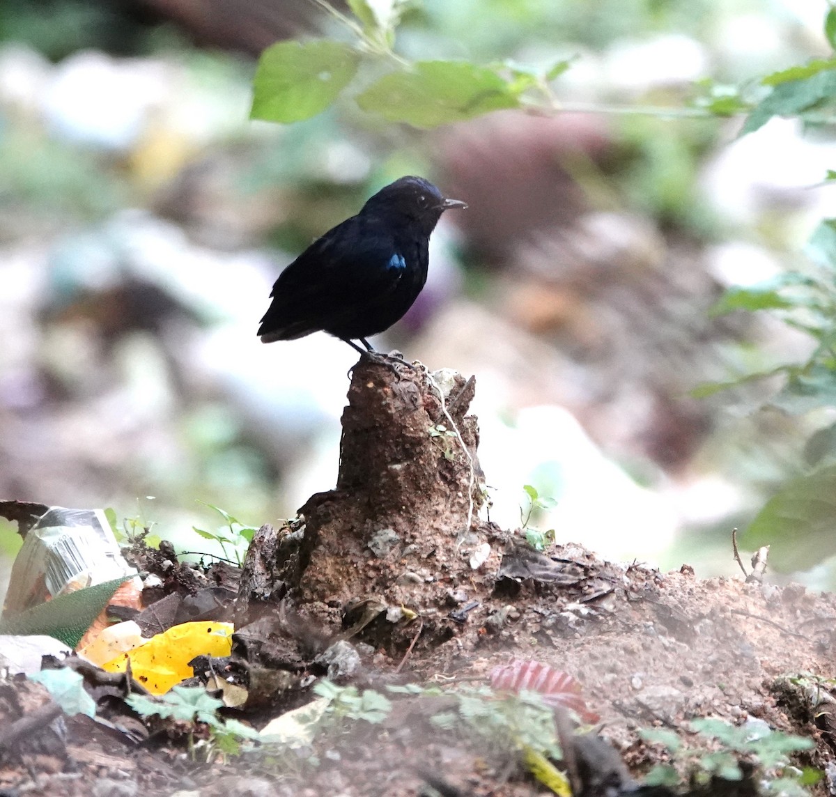 White-tailed Robin - ML623585035