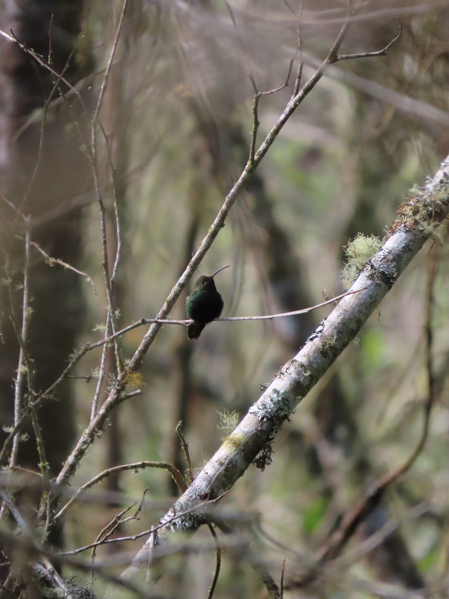 Samtbauchkolibri - ML623585061