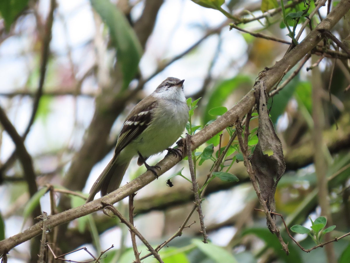 White-throated Tyrannulet - Cristian Cufiño