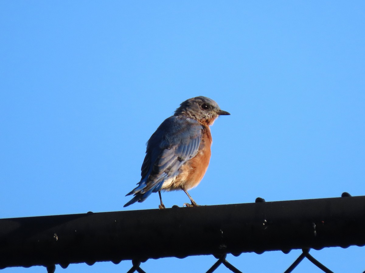 Eastern Bluebird - ML623585109