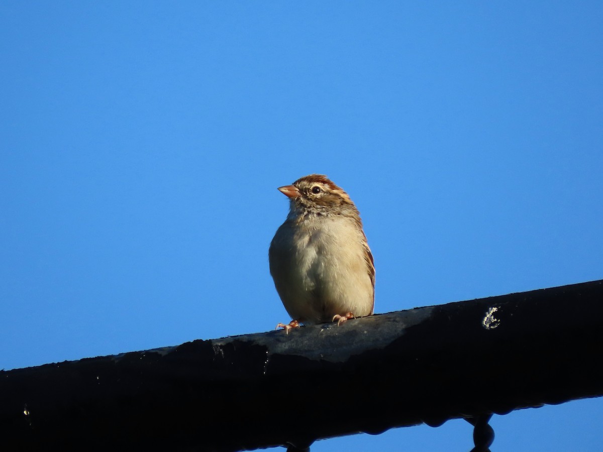 Chipping Sparrow - ML623585110