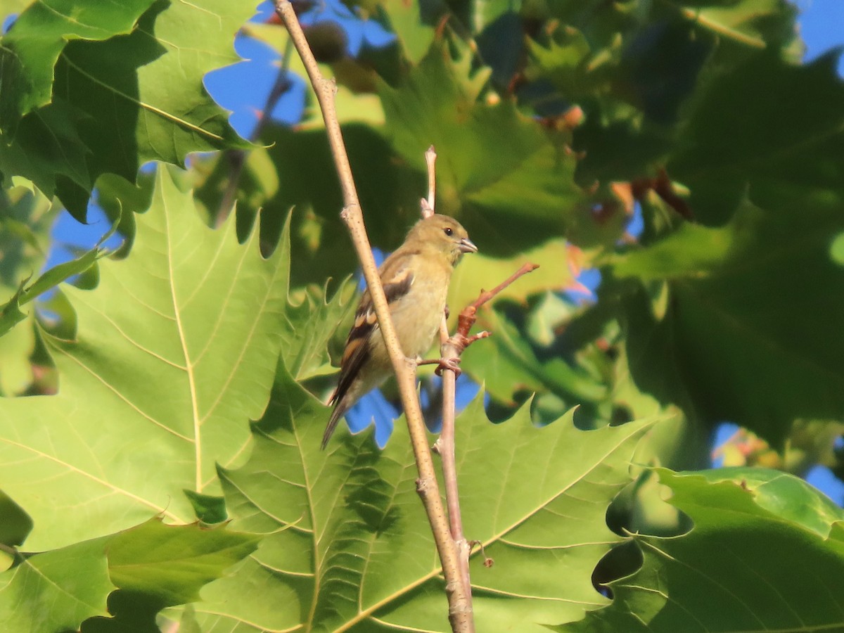 American Goldfinch - ML623585112