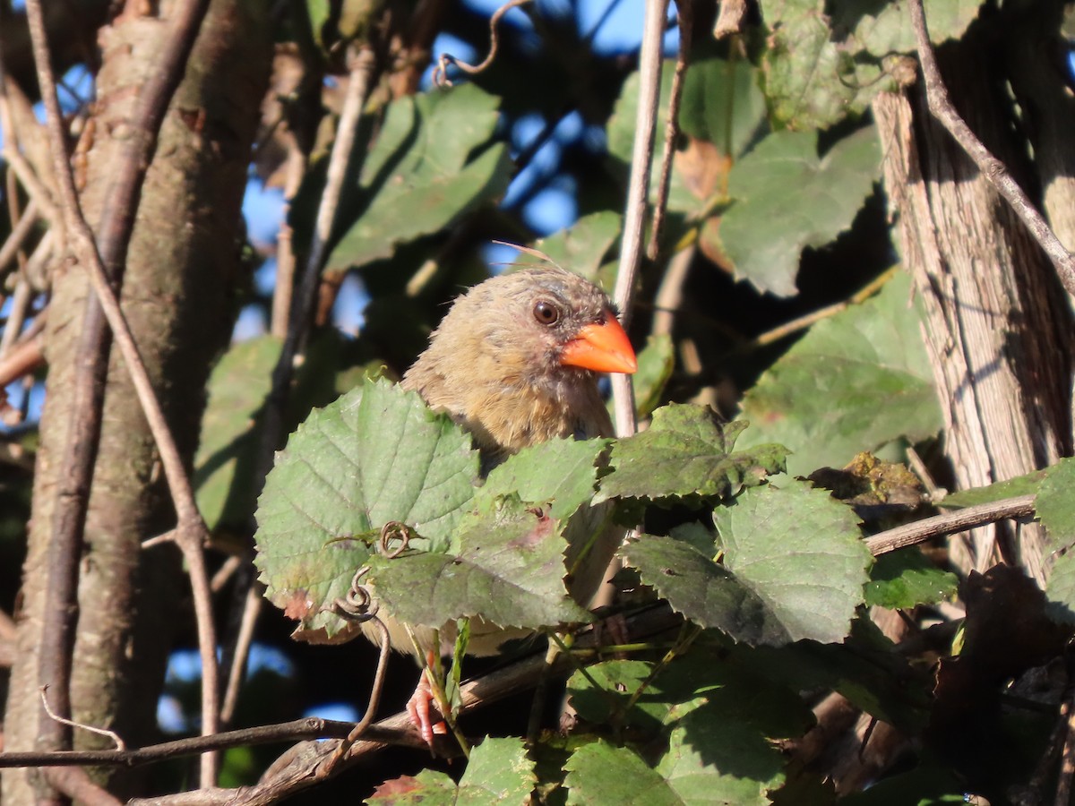 Northern Cardinal - ML623585118