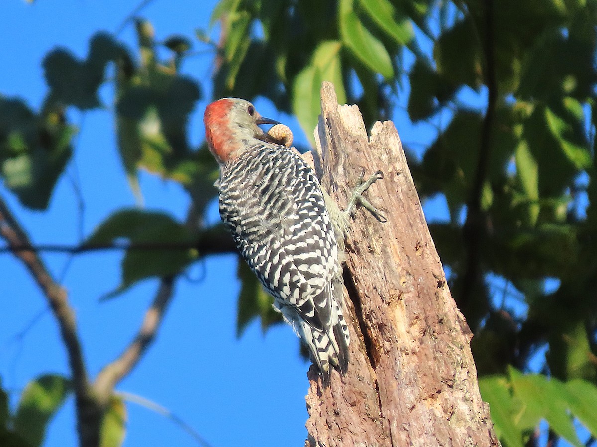 Red-bellied Woodpecker - ML623585122