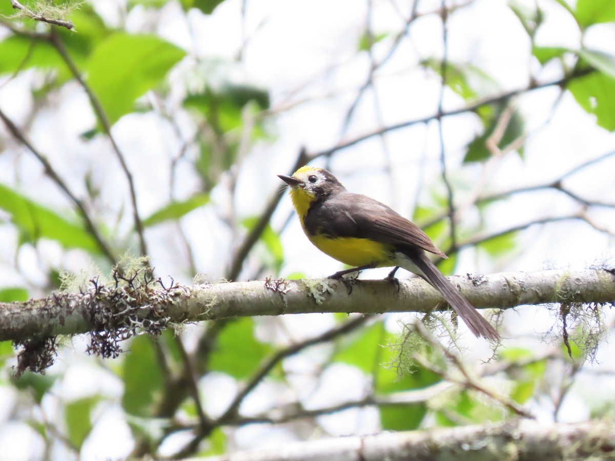 Golden-fronted Redstart - ML623585138