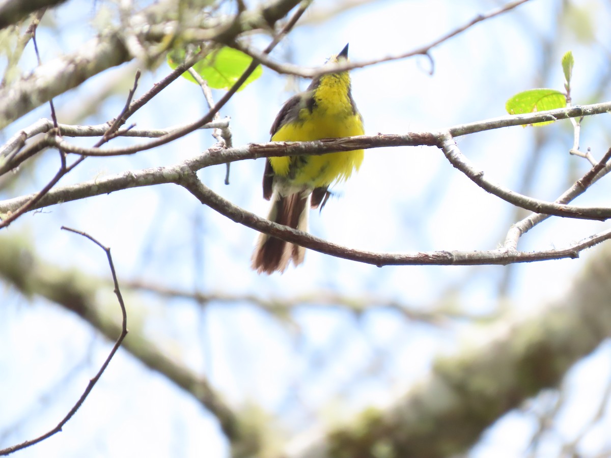 Golden-fronted Redstart - ML623585139