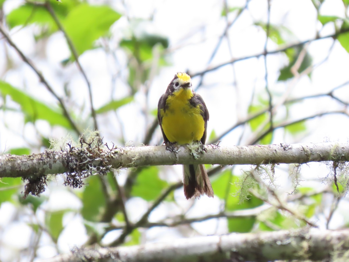 Golden-fronted Redstart - ML623585140