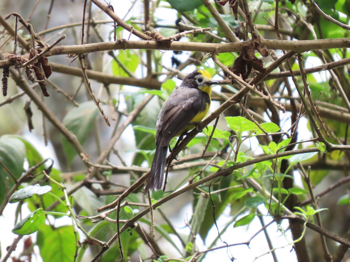 Golden-fronted Redstart - ML623585141