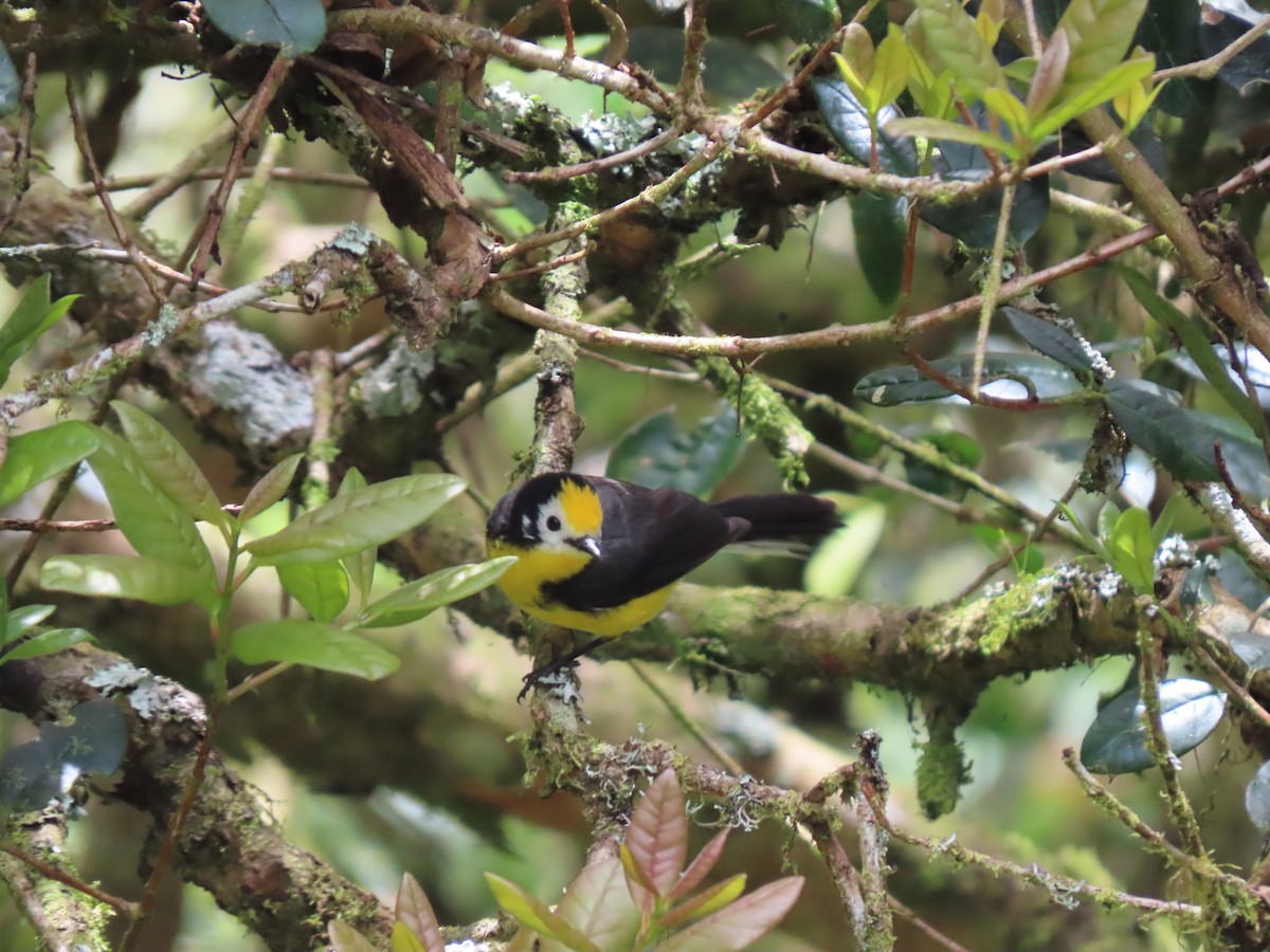 Golden-fronted Redstart - ML623585142