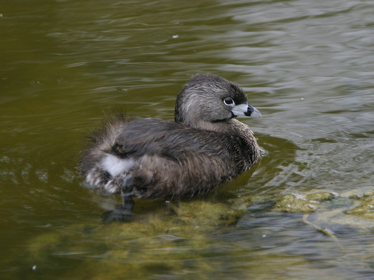 Pied-billed Grebe - ML623585182