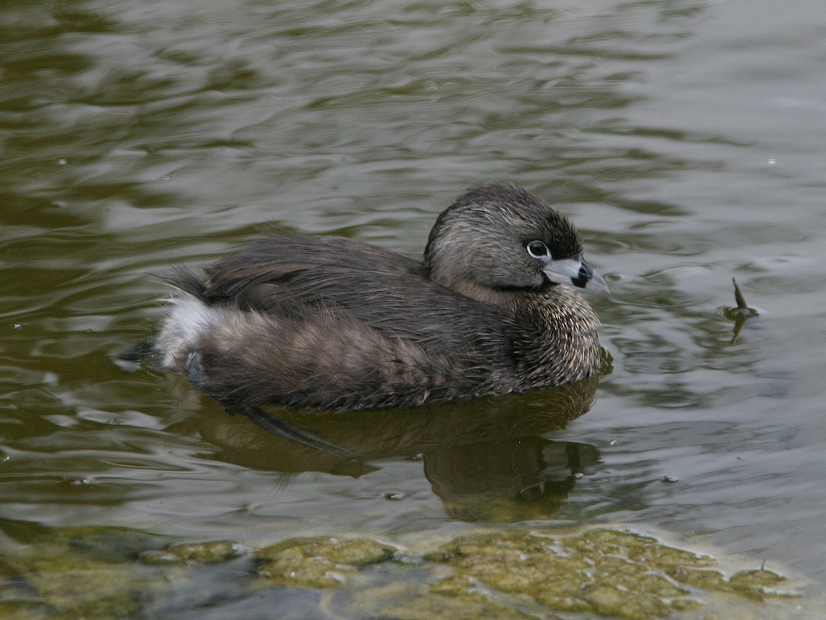 Pied-billed Grebe - James Flynn